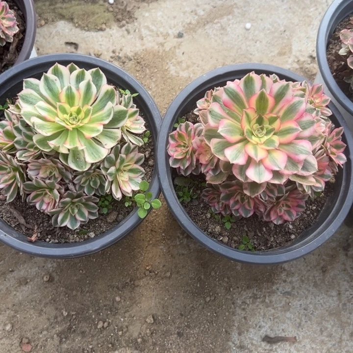 倾城两颗组多肉植物量