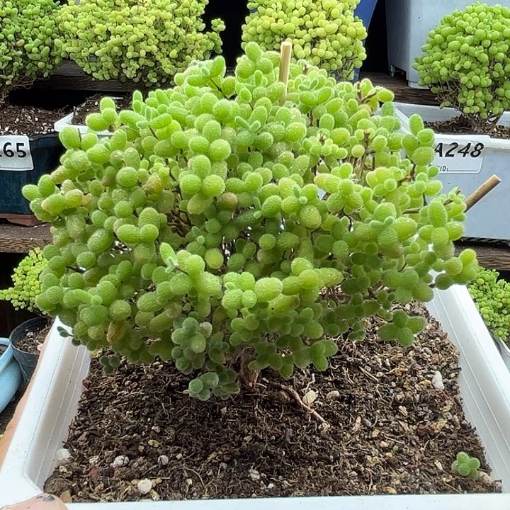 22蜜桔糖球优选枝干