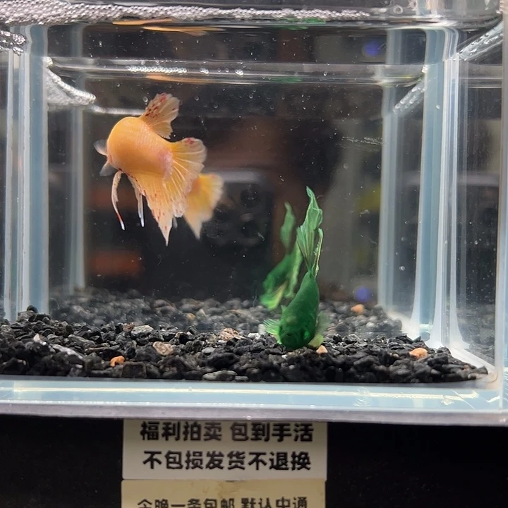 斗鱼竞拍跑单拉黑21日83+115