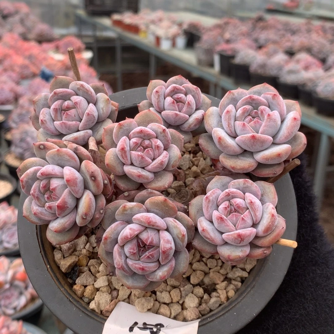 7头小树花花花花37