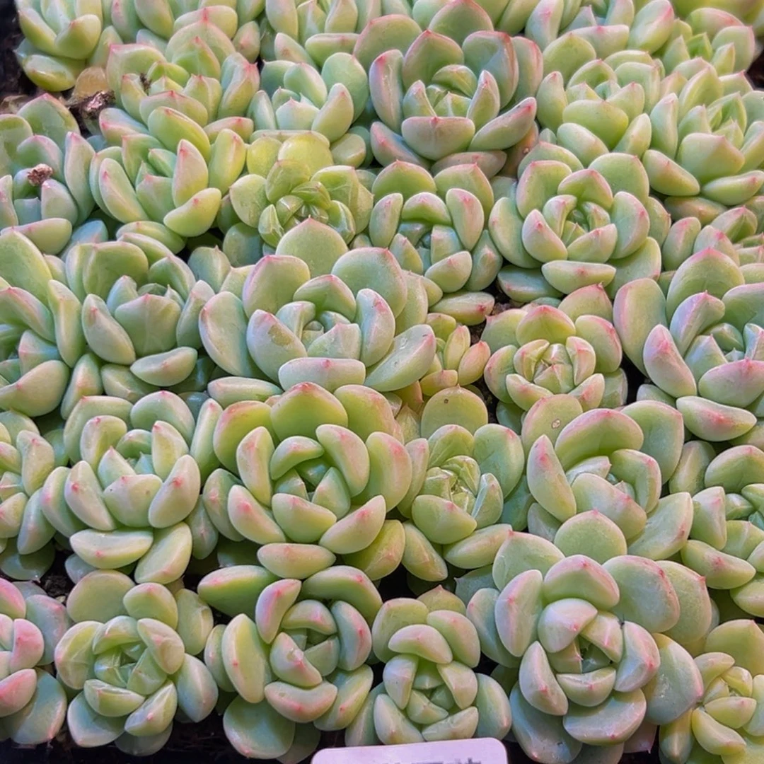 小***爱565多肉的小龙虾和一