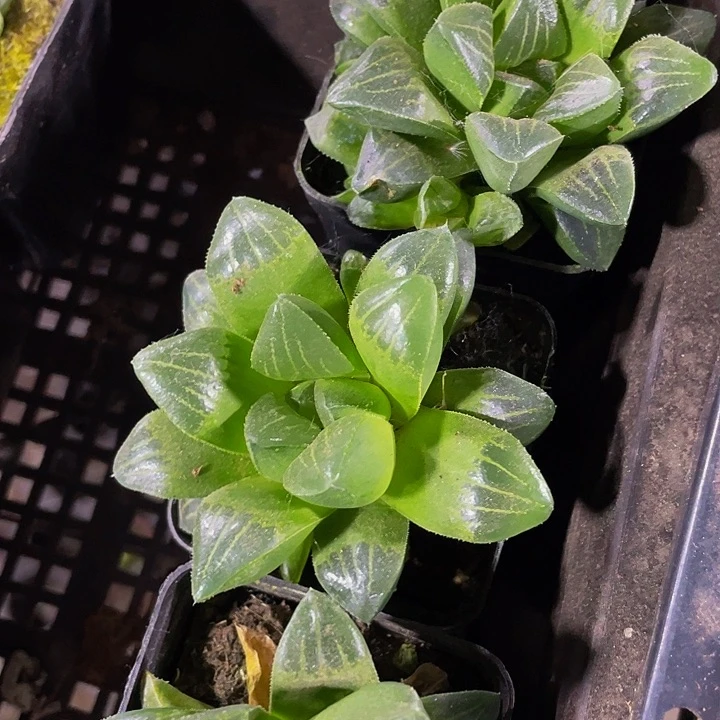 水晶寿2.8带盆土发