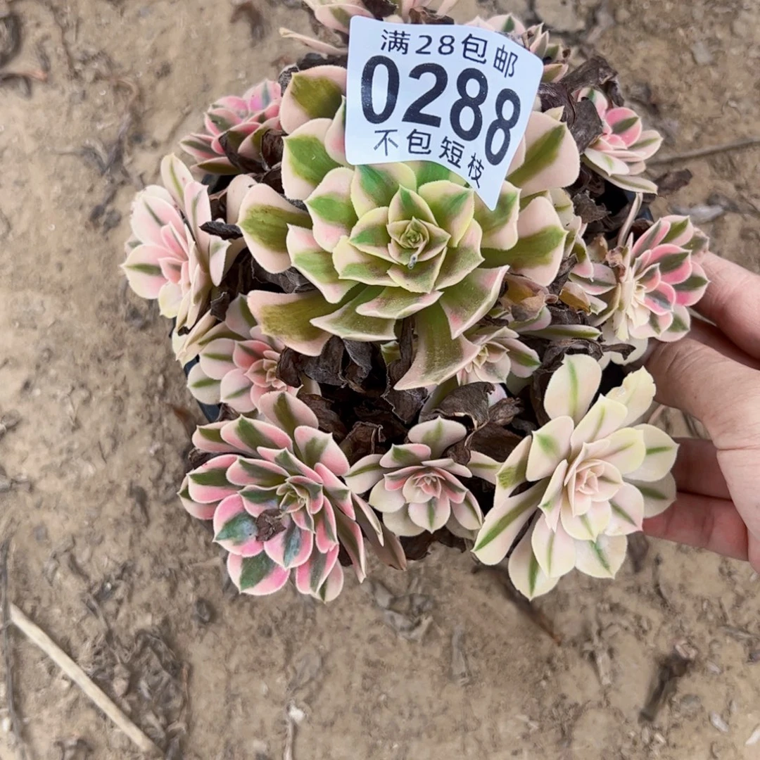 粉女巫多肉植物0288
