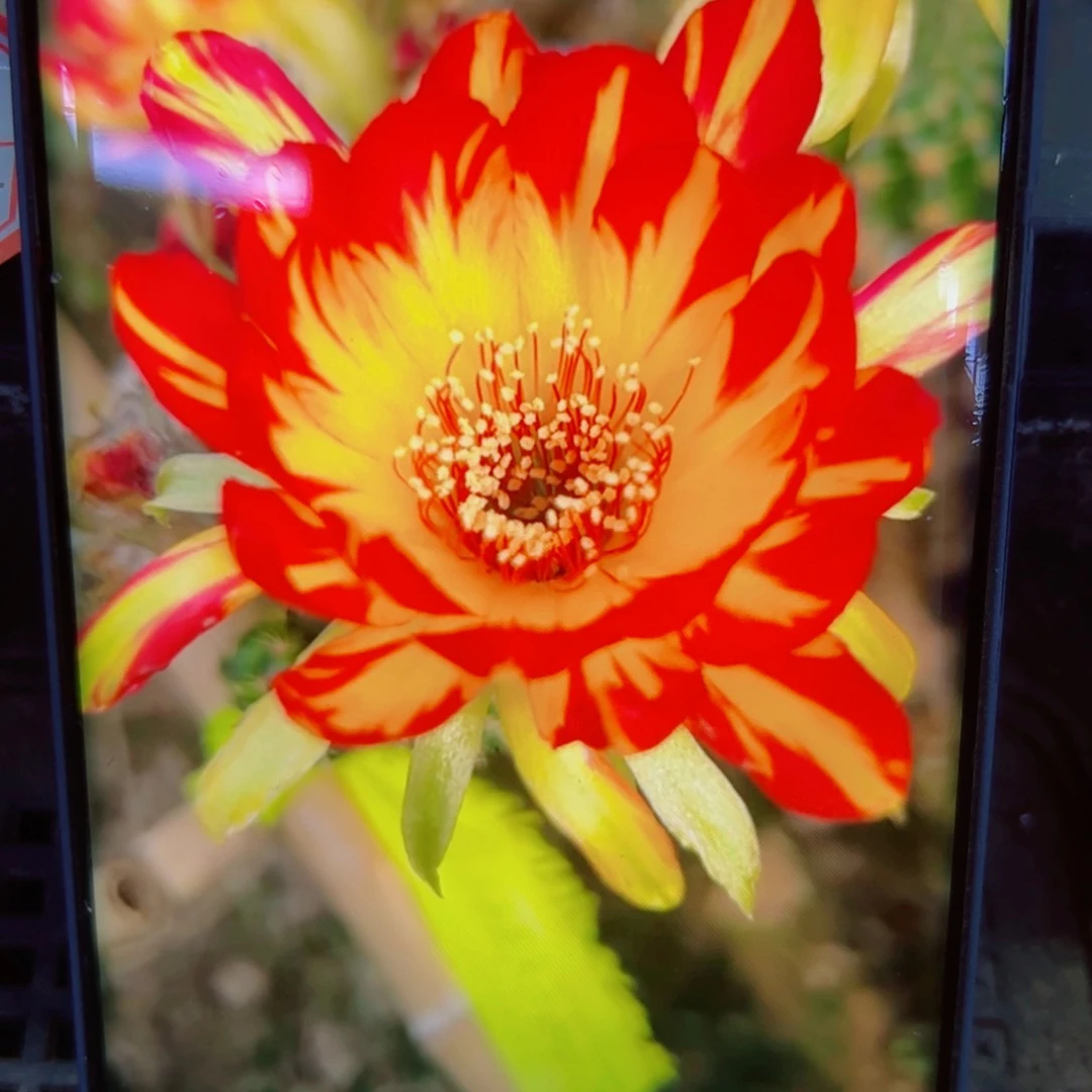 下92丽花火凤凰丑歪无根侧芽3公分左右20包邮