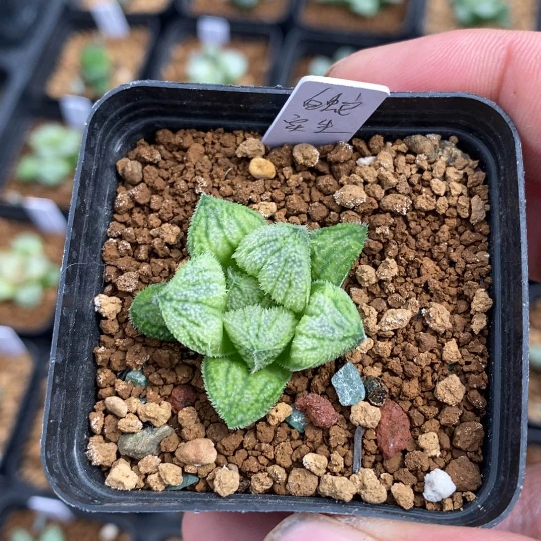 一颗实生白蛇。