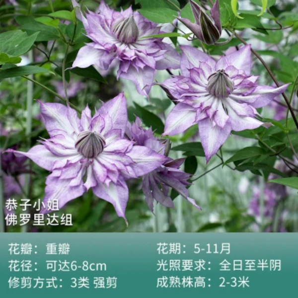 【恭子小姐】铁线莲F系爬藤大花单瓣重瓣四季开花品种耐寒耐热植物