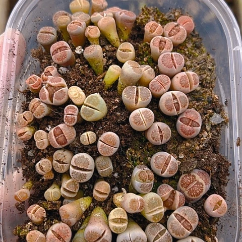 【闪购商品】24947