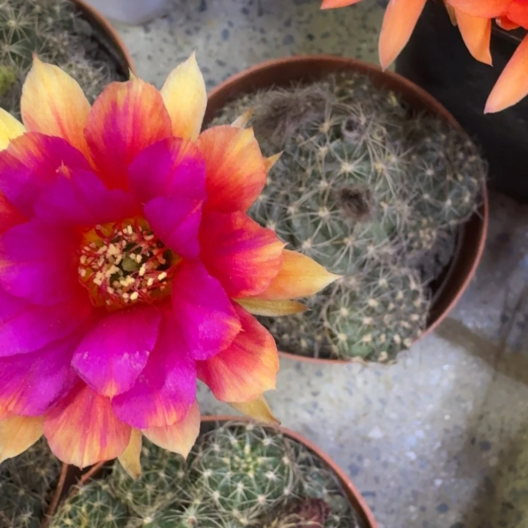 23丽花光根根脱土不带花发货，20包邮