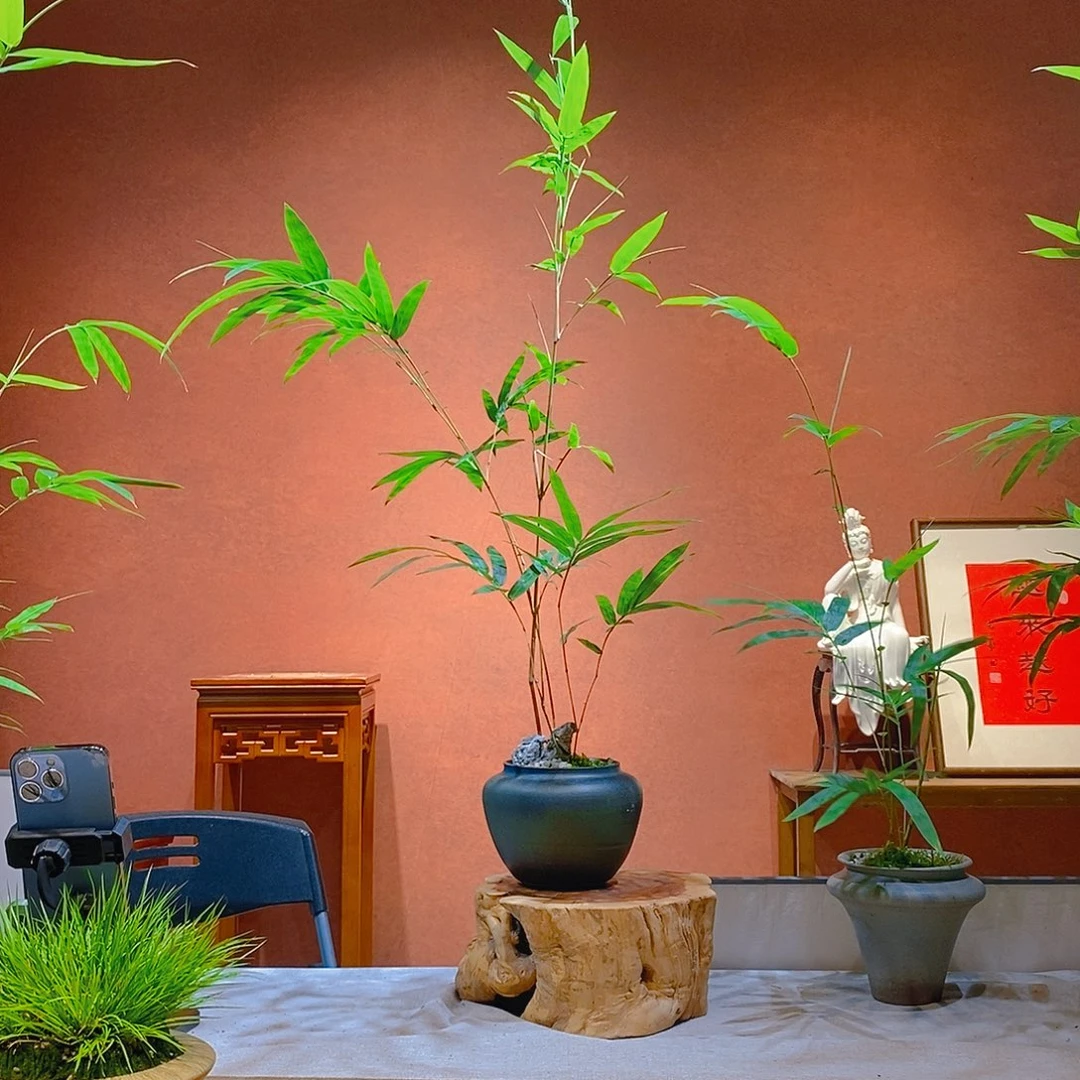 小****无花朵老桩精品竹盆景作品