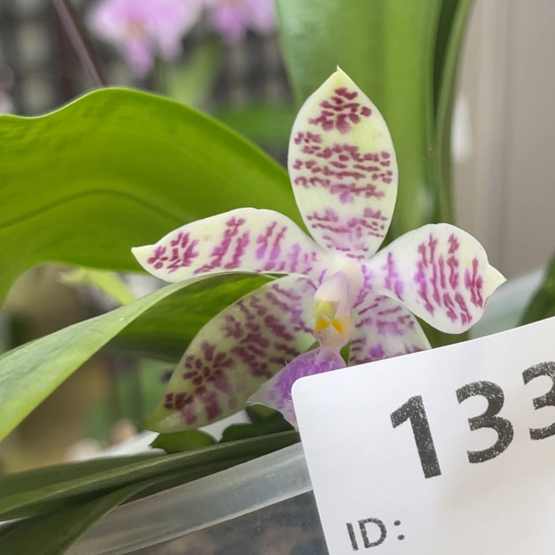 完全开放象形文字-1330