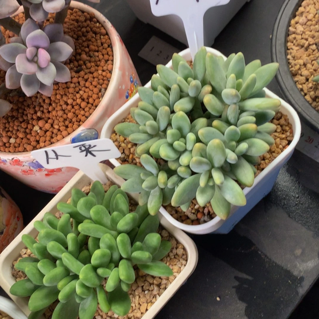 白兰地金蟾好看好看好看