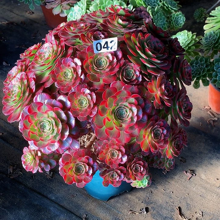 星*多肉安娜420000