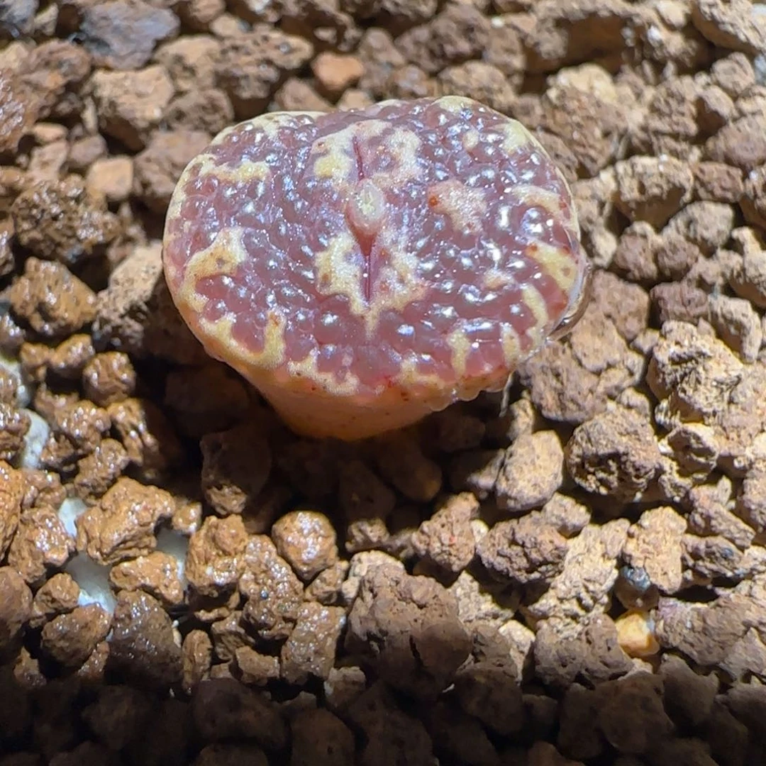 肉锥多肉植物组合-超级泡泡勋1320