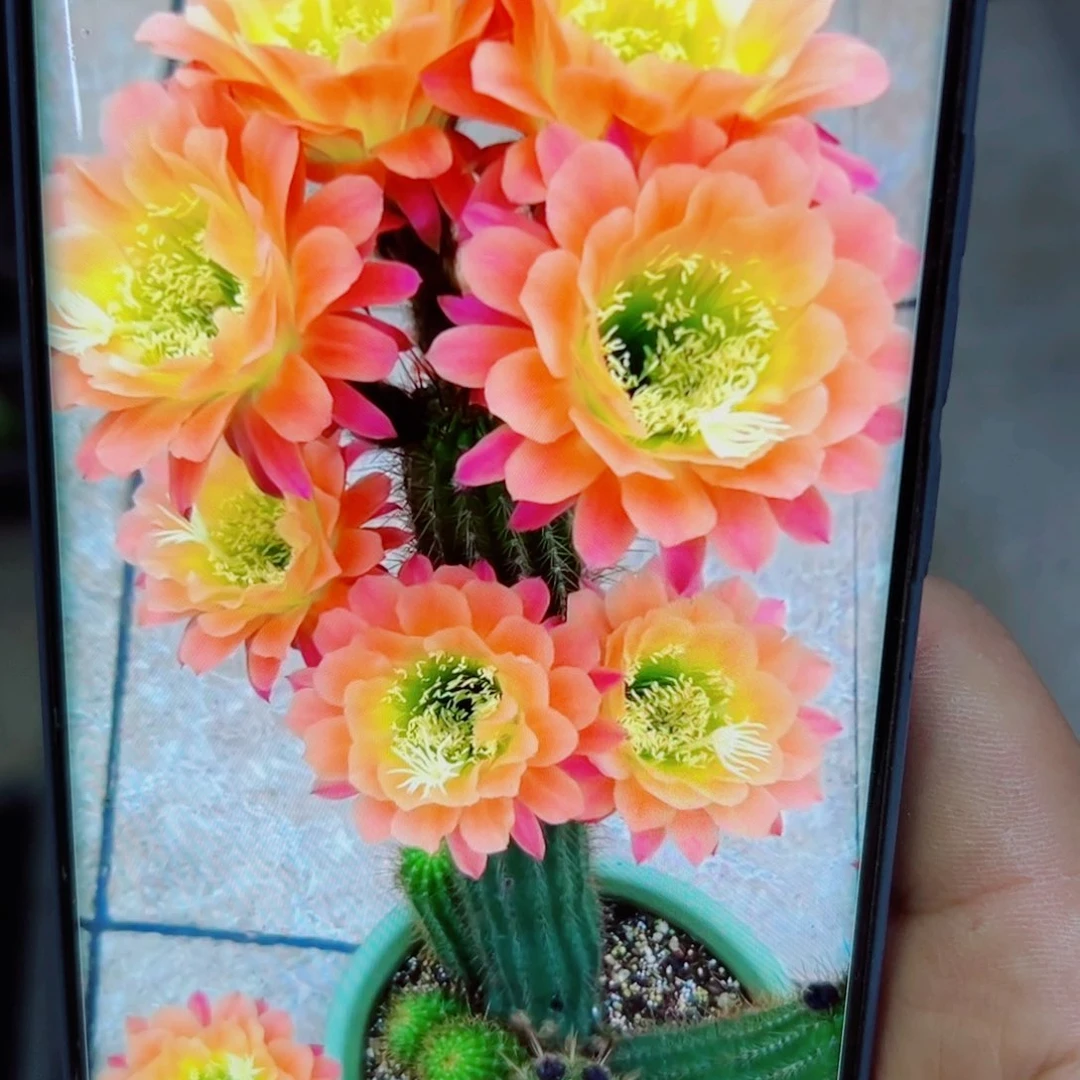 下87毛杏光辉歪无根侧芽4公分左右20 包邮