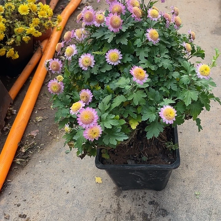 咖****68菊花菊花菊花菊花