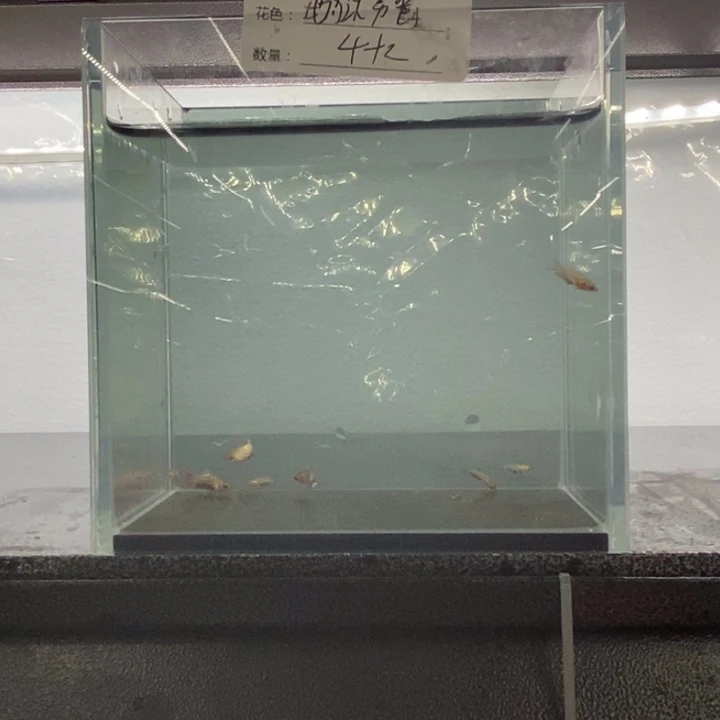 斗鱼包活不包损所见即所得505