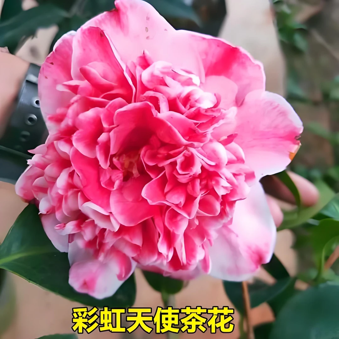彩虹天使名贵稀有品种茶花室内外阳台庭院精品盆栽花卉绿植