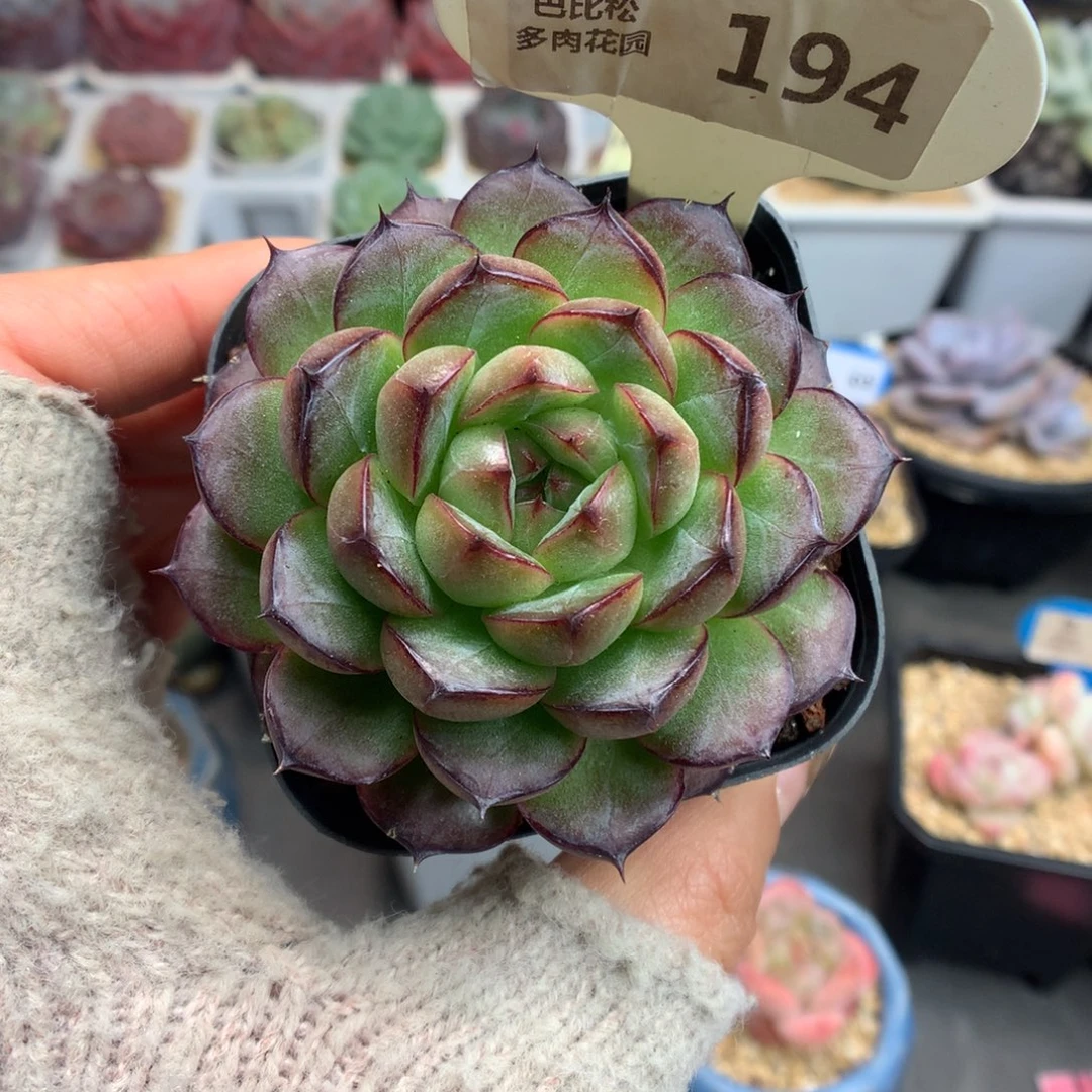 讨***葱194熊猫珍妮多肉植物