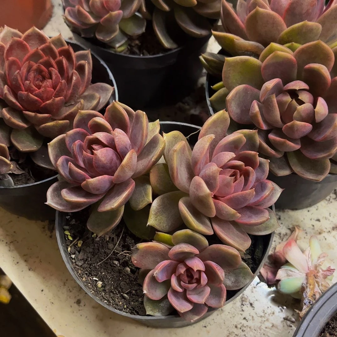 巧克力慕斯三头起发