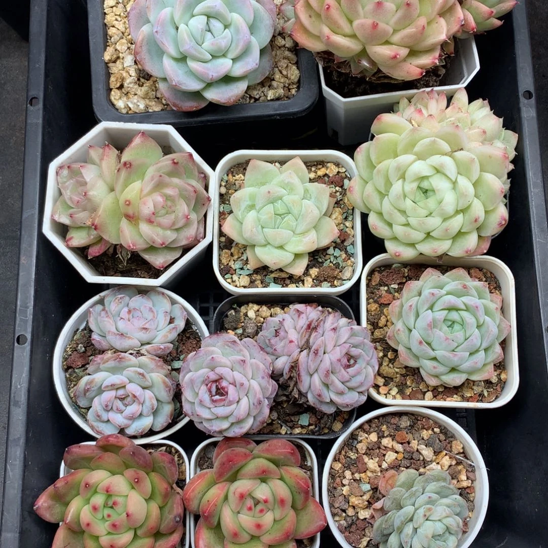 1207-167 套餐一组