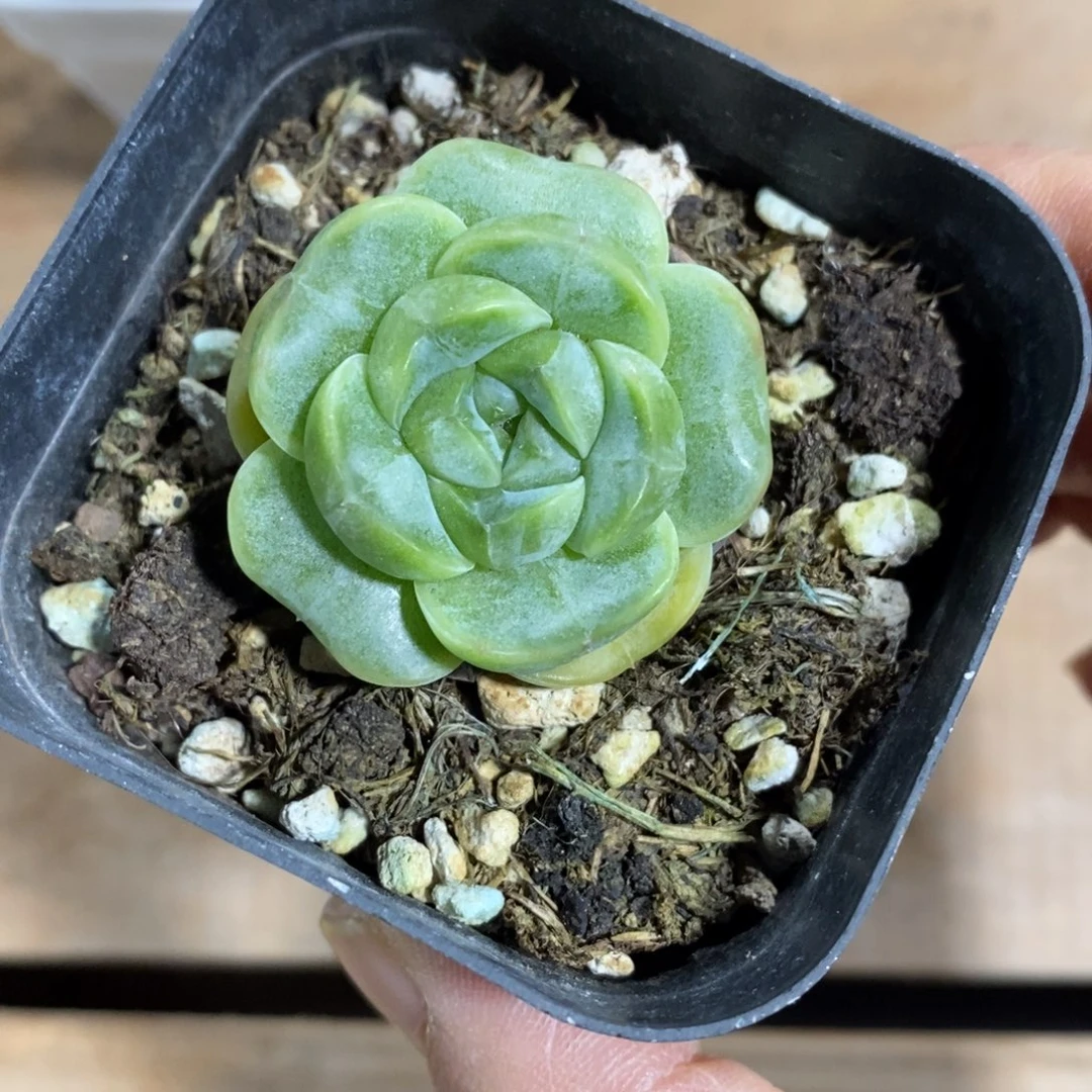 精品多肉一物一拍不包整260