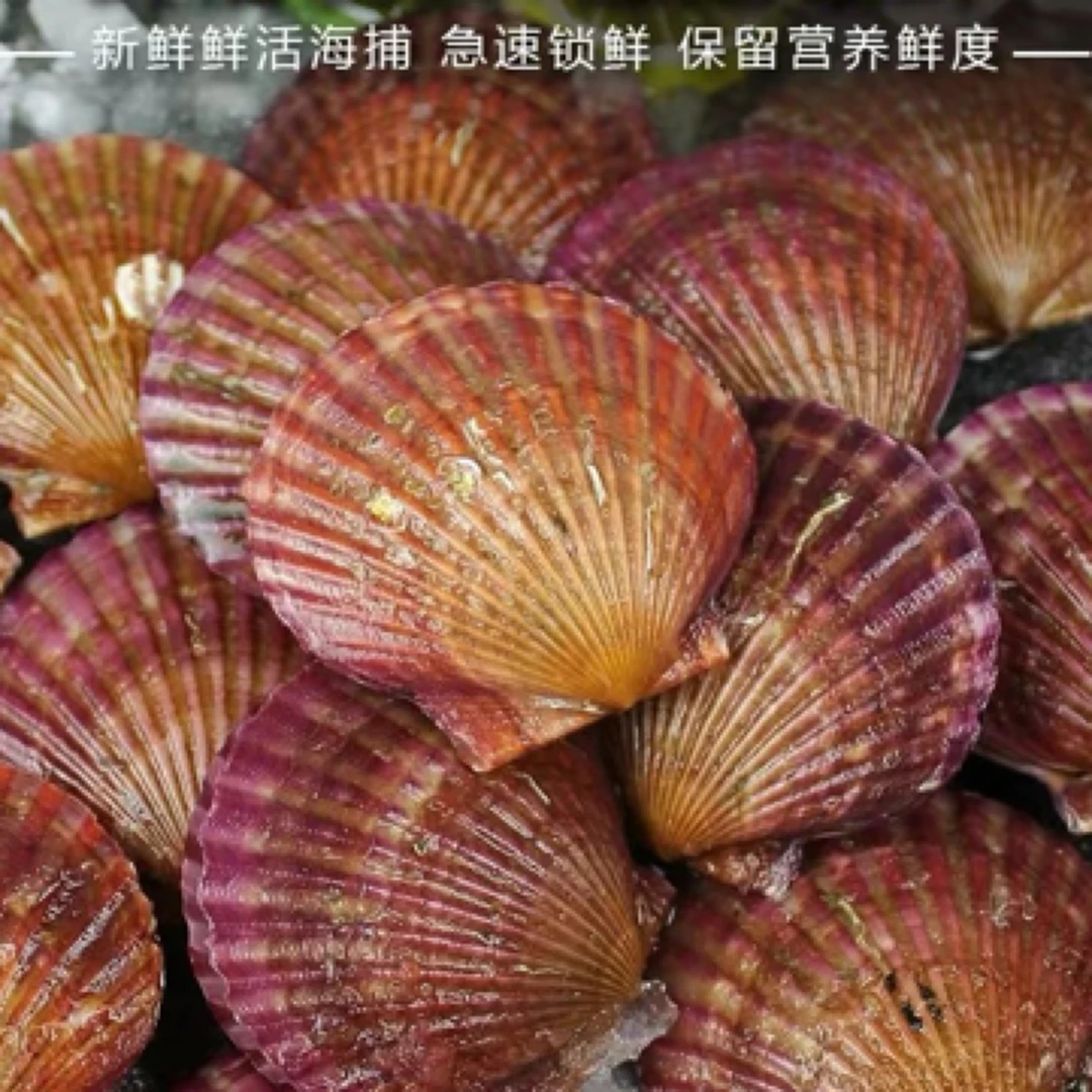 『吴哥甄选●优质鲜货』鲜活小红贝体肥饱满口感新鲜