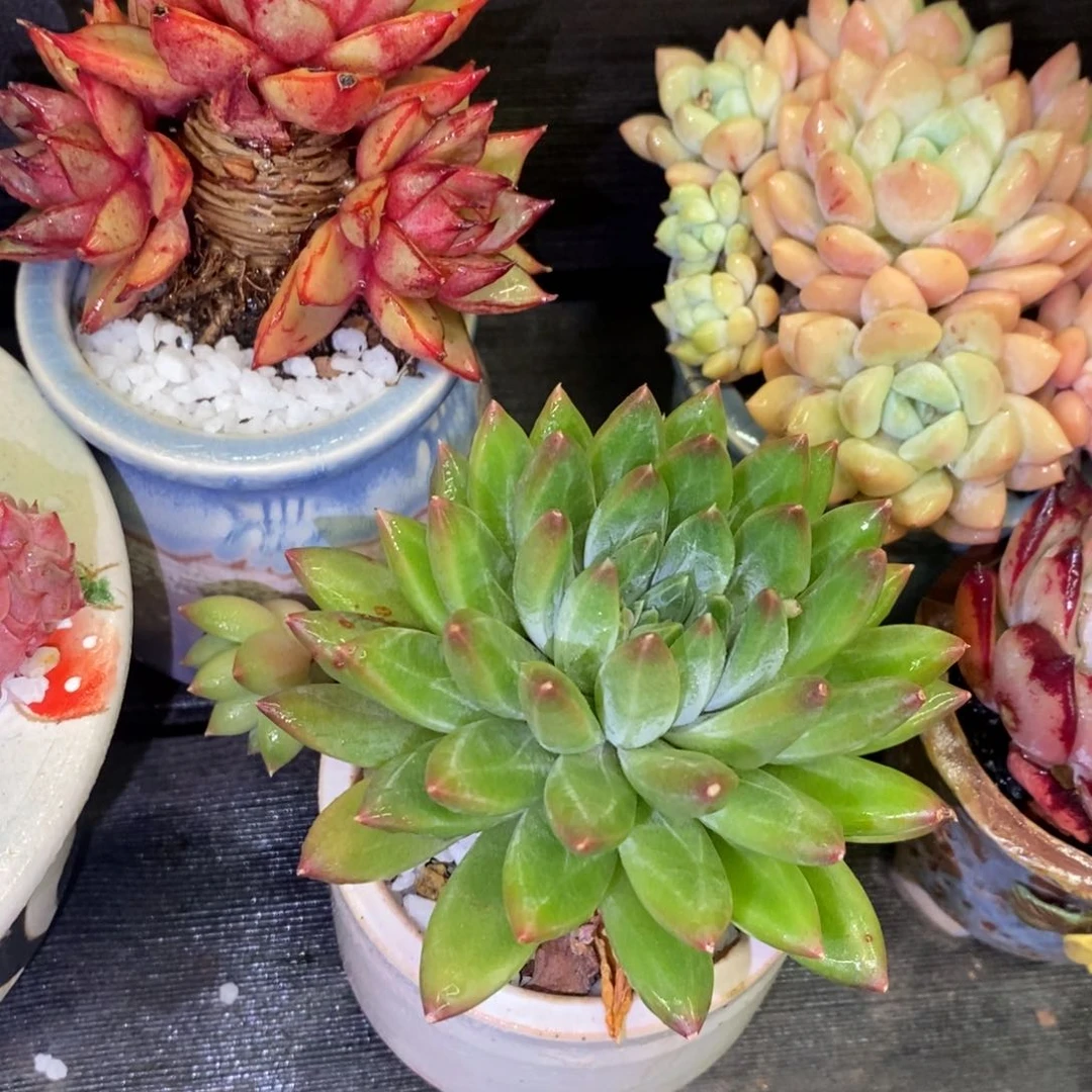 多肉植物盆栽多肉