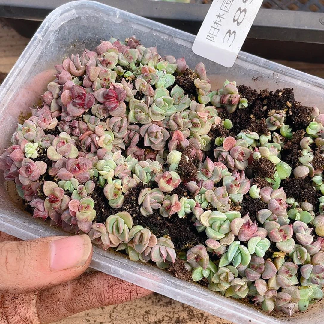 多肉植物多肉植物389