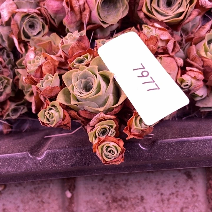 平***淡7977山地玫瑰花群