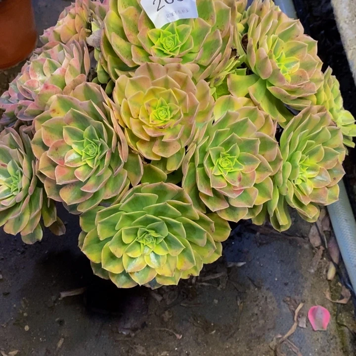 雨荷多肉断头不包2039