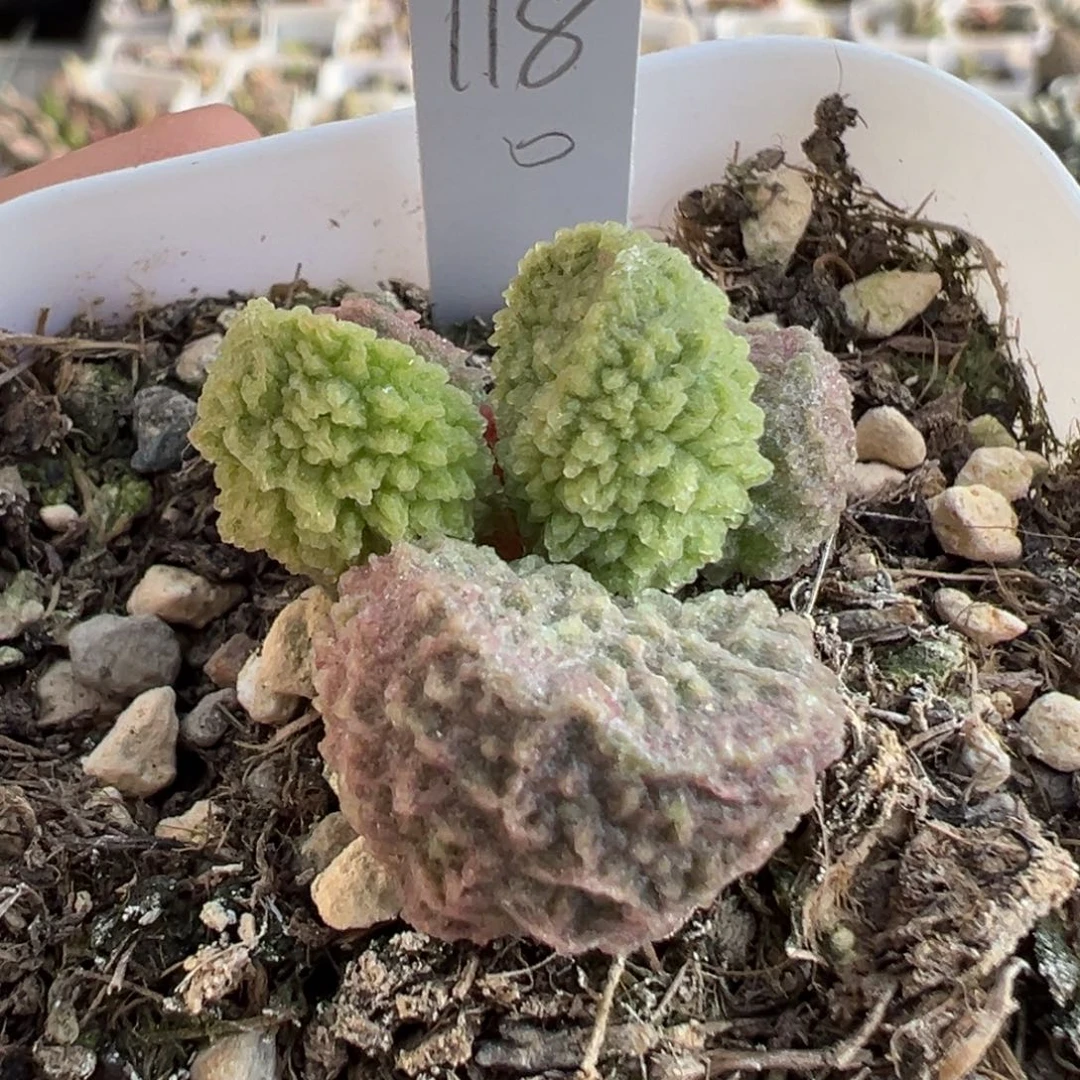 实生大苗多肉植物水泡56