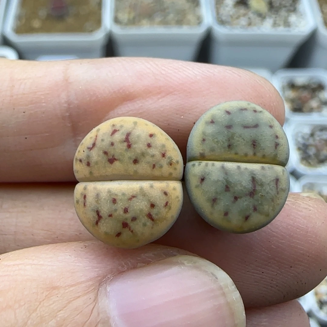 684 二蜕线绚烂清框福利30包邮