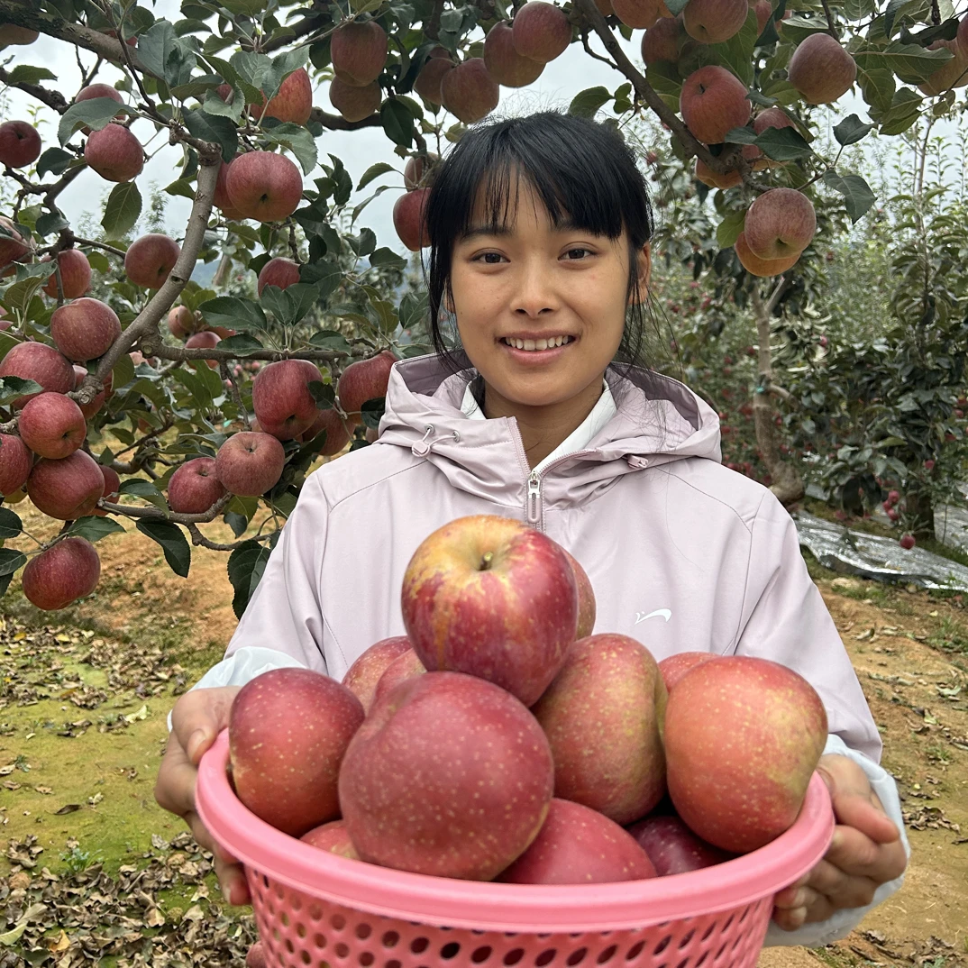 正宗云南昭通苹果脆甜多汁、原产地发货［现摘现发］