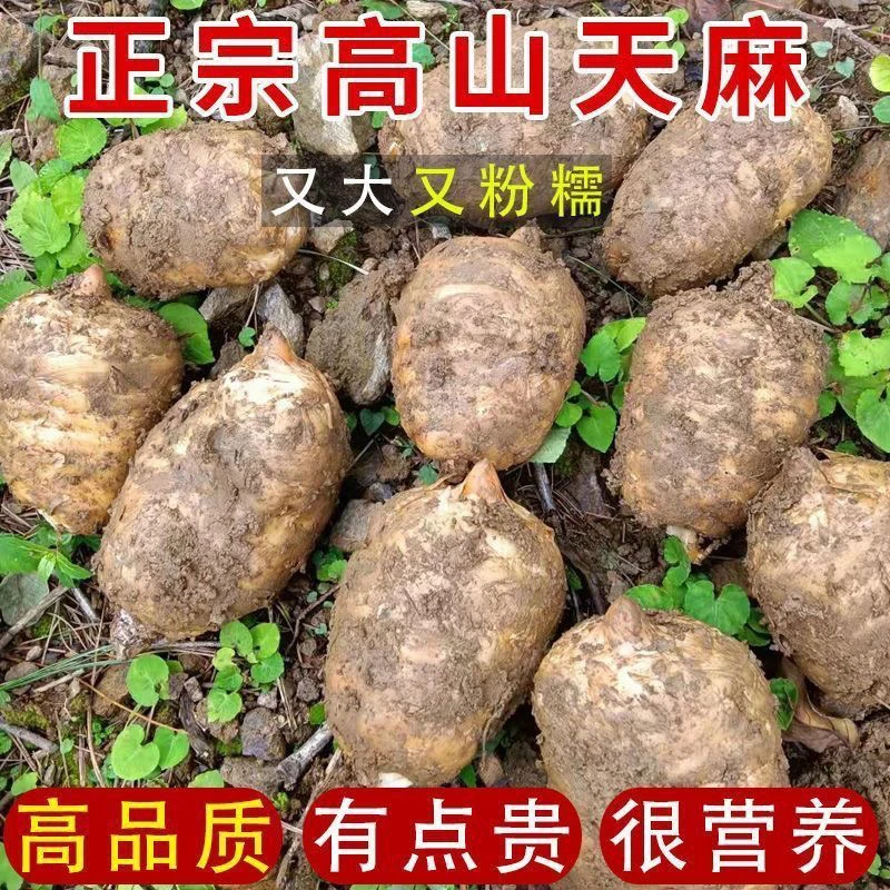 云南昭通小草坝新鲜天麻仿野生现挖乌天麻炖汤煲汤滋补山货