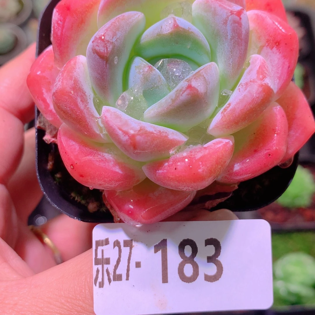 乐然27-183 冰糖单头