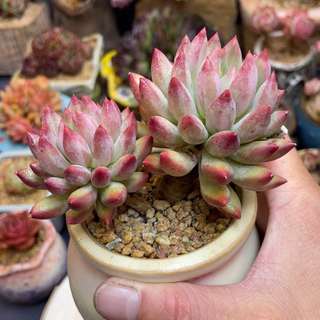 虞美人双头老桩血斑