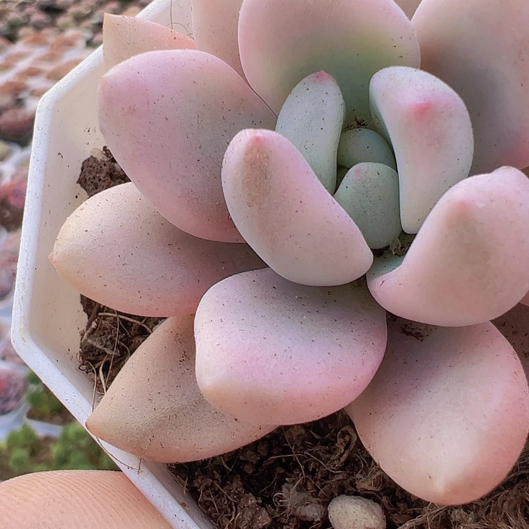 奥普锦19包邮多肉