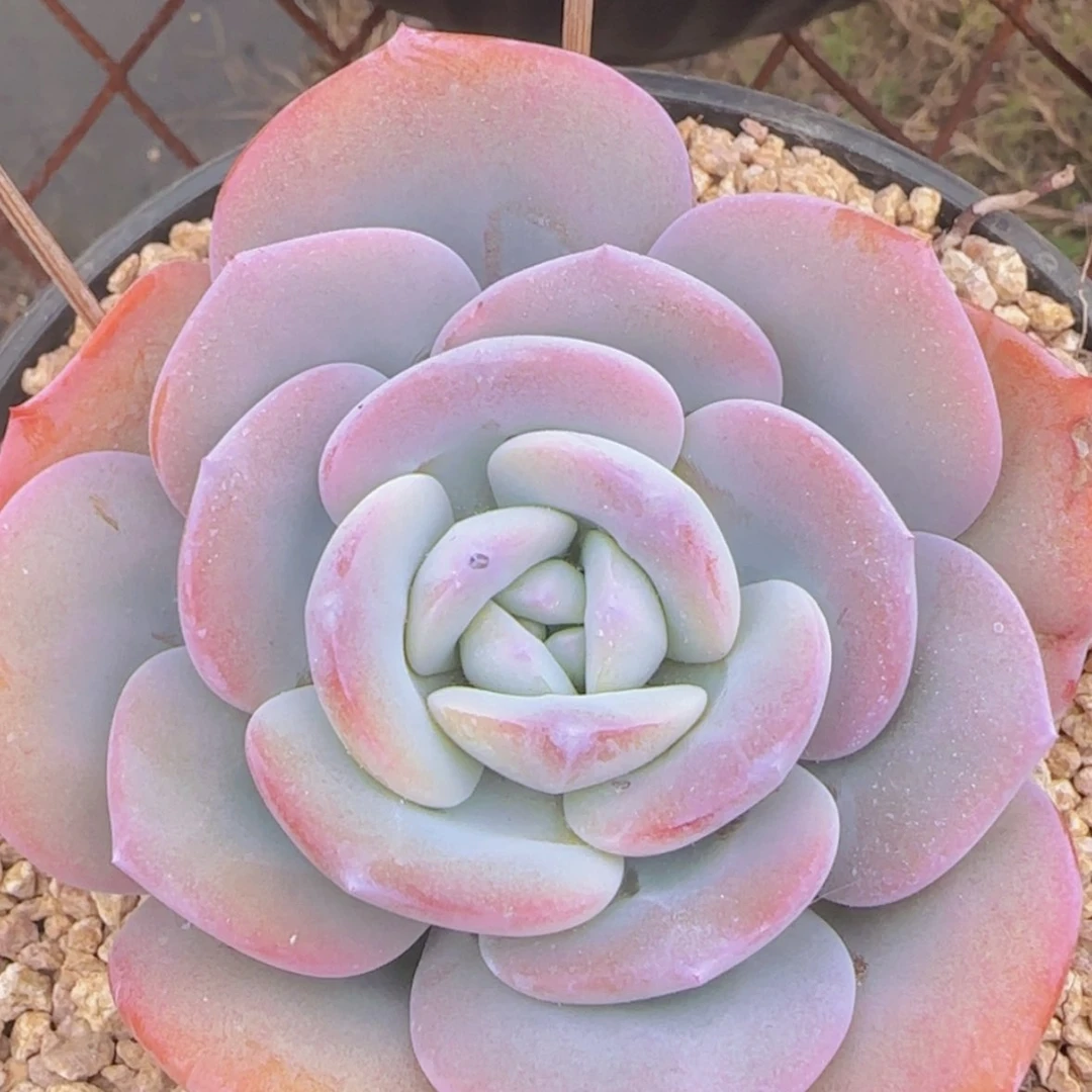 【闪购商品】单头奶茶