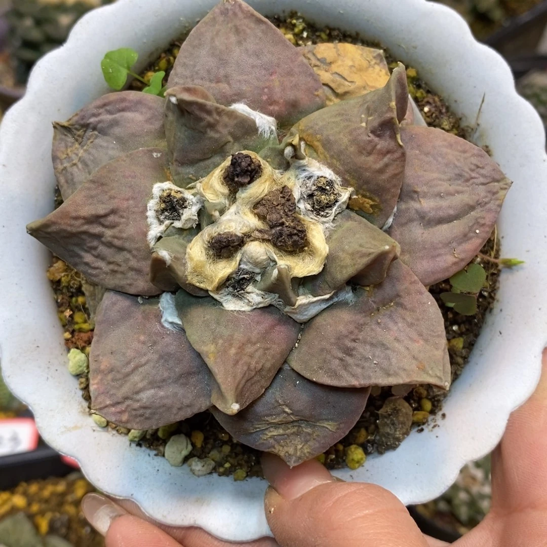 70号 自根 紫皮福利岩牡丹8.5公分