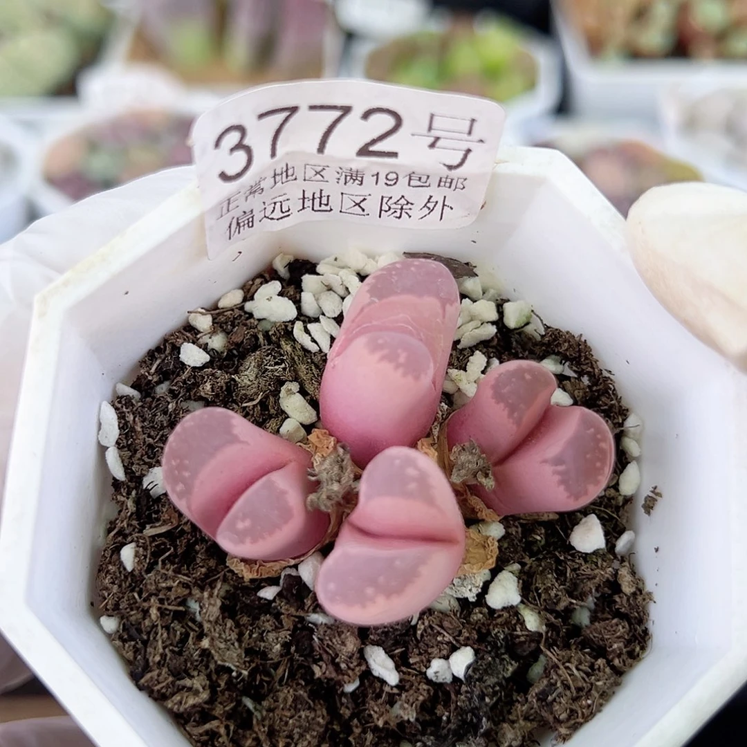 3772八年红大内群生哦哦哦