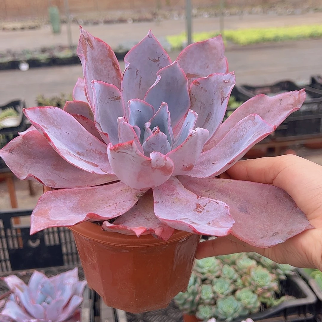 晚霞大单头带仔，180杯