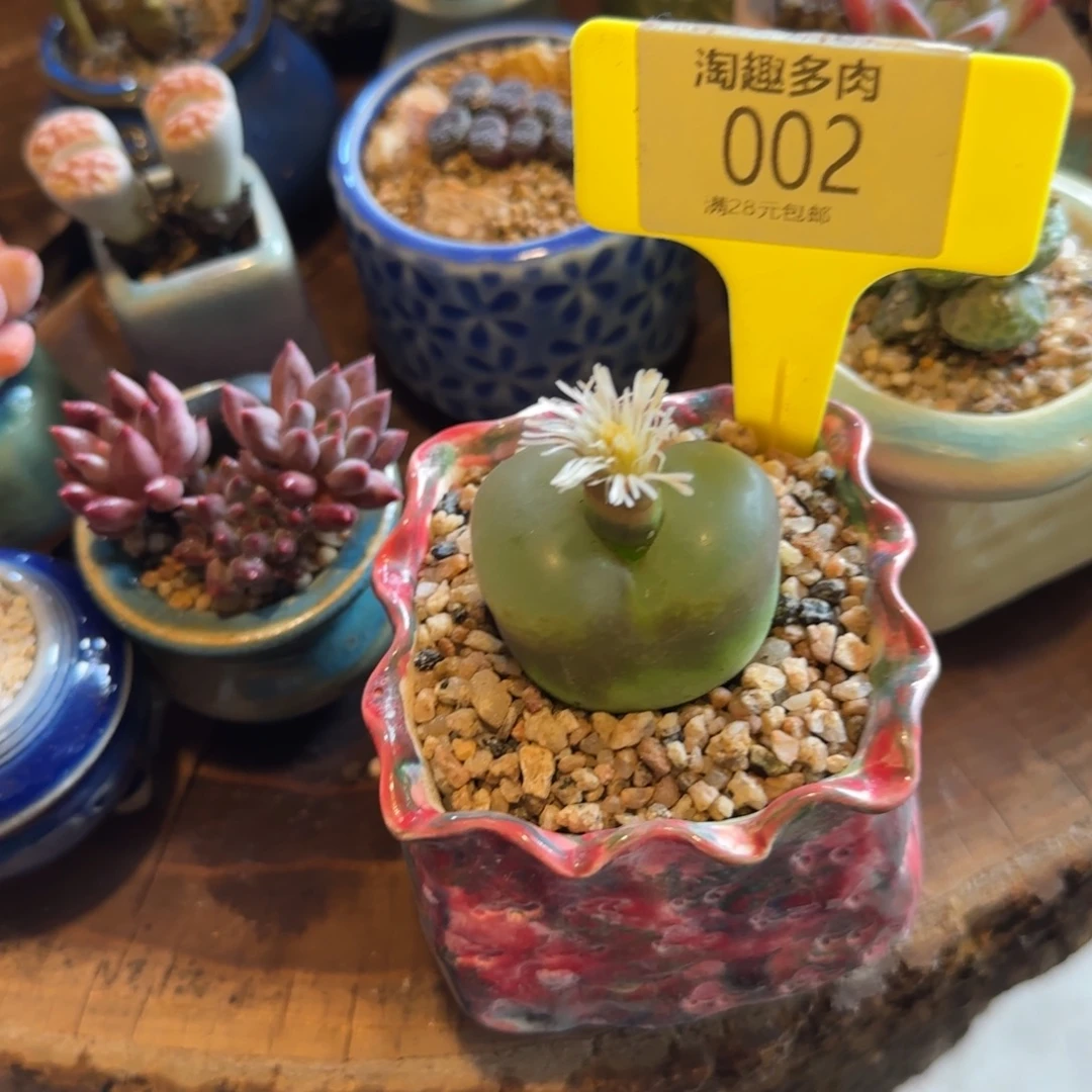 多肉植物生石花大毛