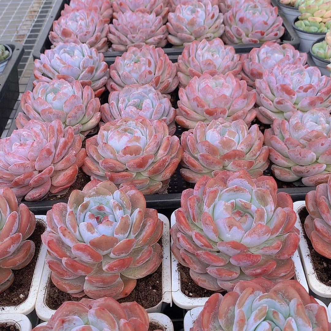 红皮橙45688999009