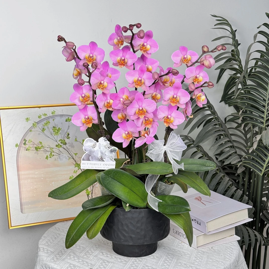 妗画【博蒙特】蝴蝶兰鲜花精致组盆 开花株 室内绿植基地直发