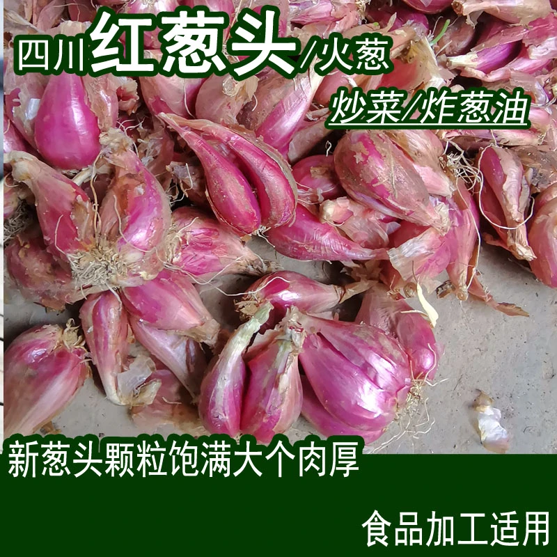 25年四川小香葱红葱头火葱头炸葱油酥卤肉饭干葱种头包邮