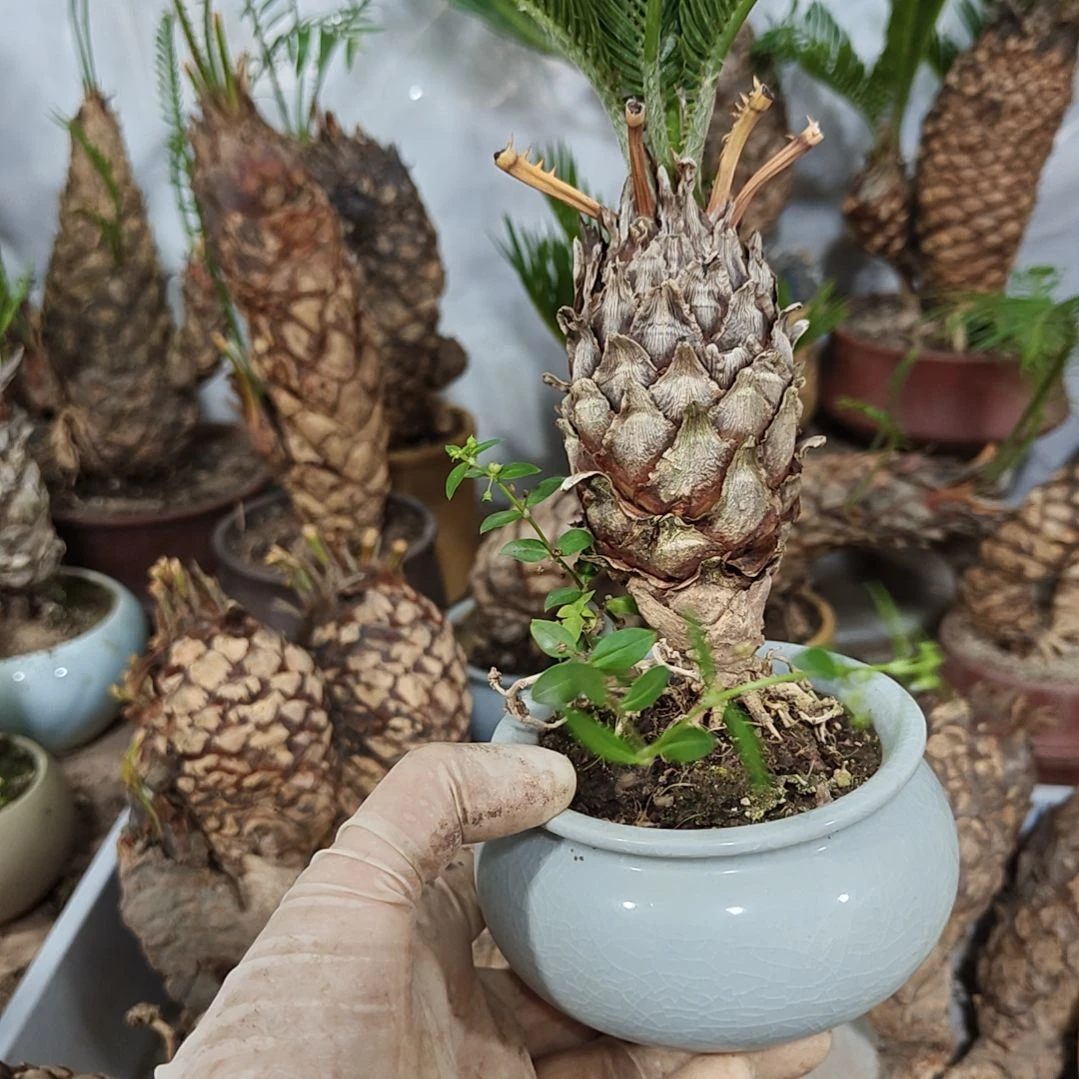 催***无花朵白鳞铁盆景基地价