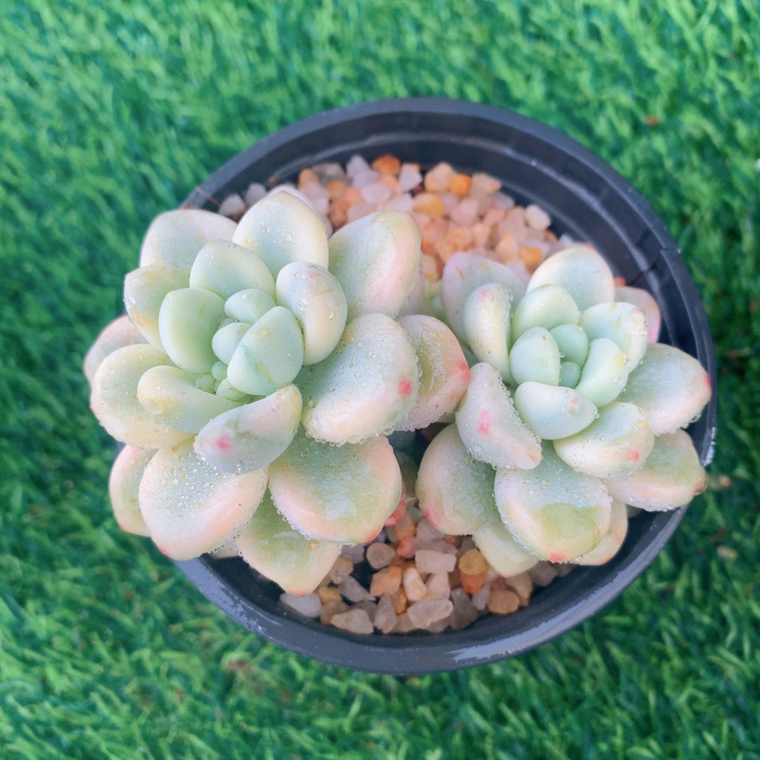 劳尔锦群5-7CM【花界草堂】精品多肉阳台盆栽新手易养一单包邮