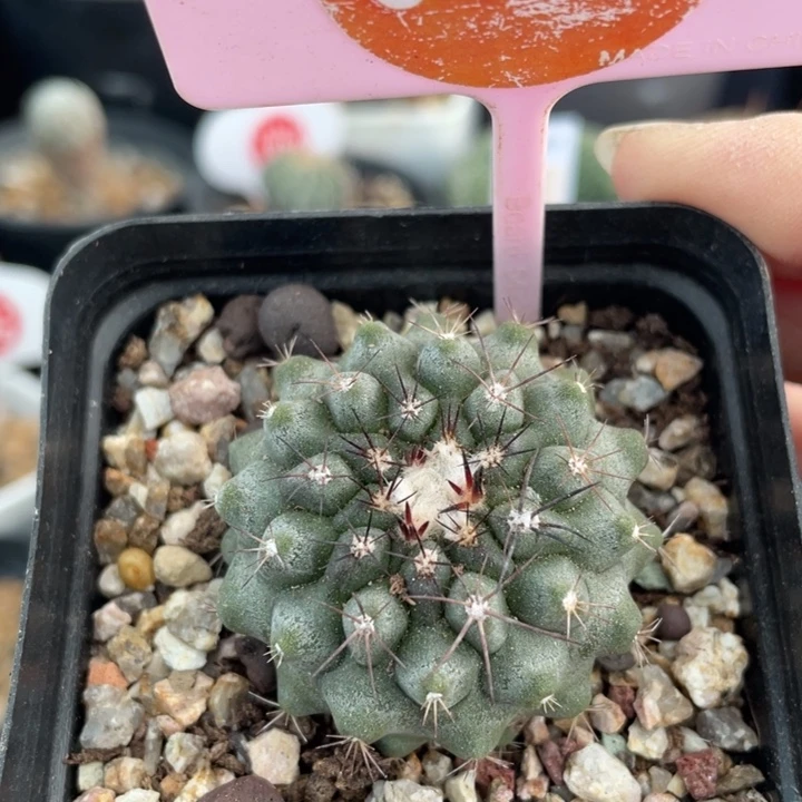 实生智利0191000000