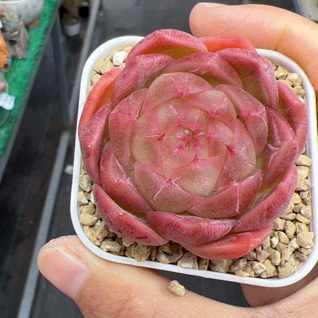 谢***月298 多肉植物组合盆栽