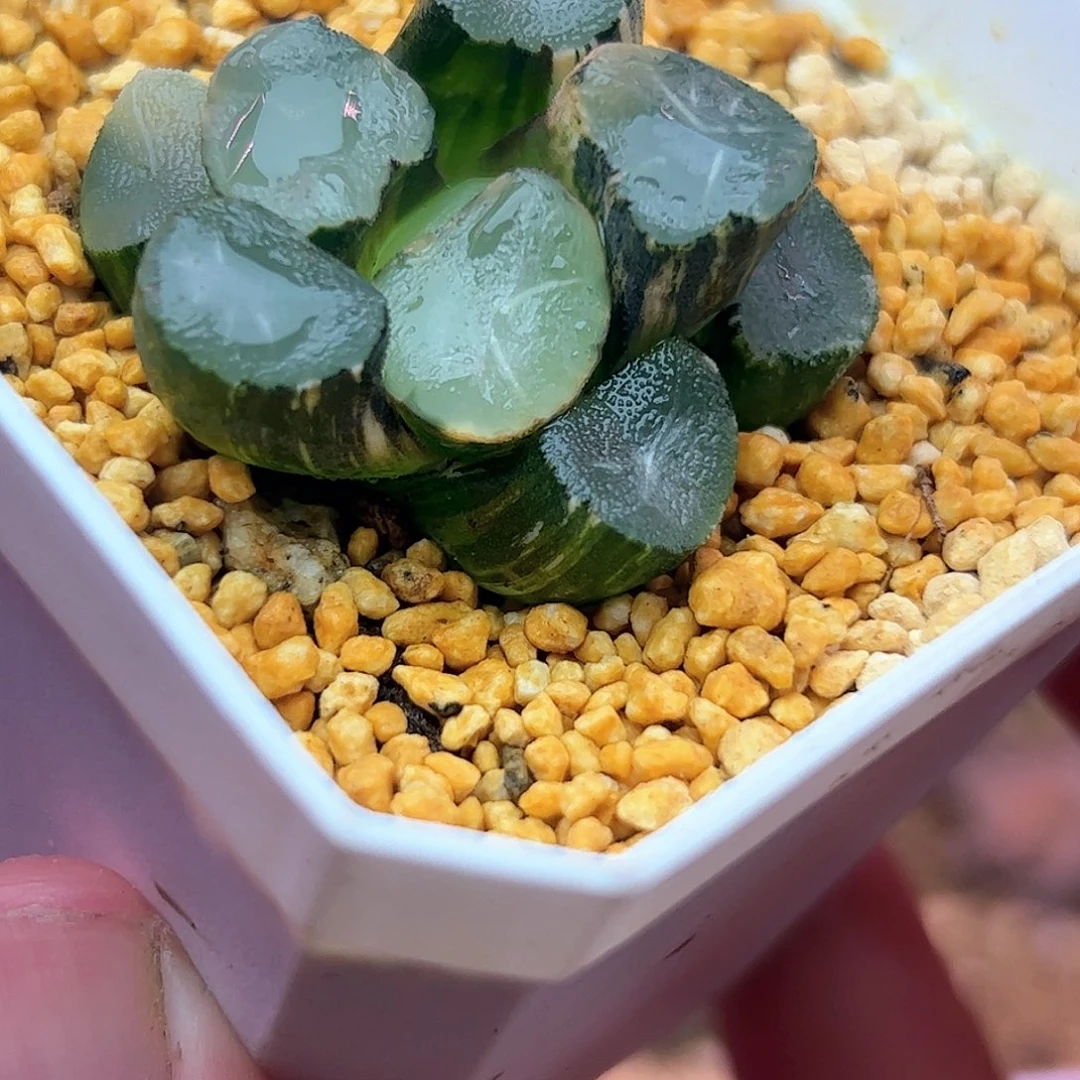 山之翠锦十二卷多肉植物